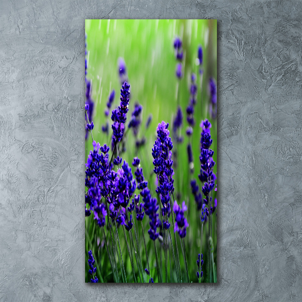 Quadro vetro acrilico verticale Campo di lavanda