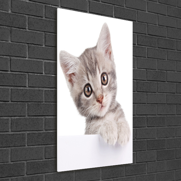 Quadro in vetro acrilico verticale Gatto grigio