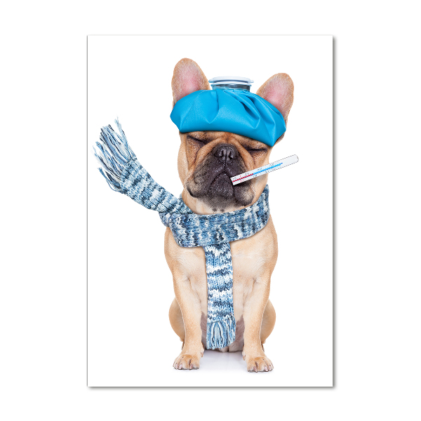 Quadro in vetro acrilico verticale Cane malato