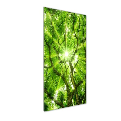 Quadro stampa su vetro acrilico verticale Chioma dell'albero