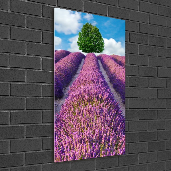Quadro vetro acrilico verticale Campo di lavanda