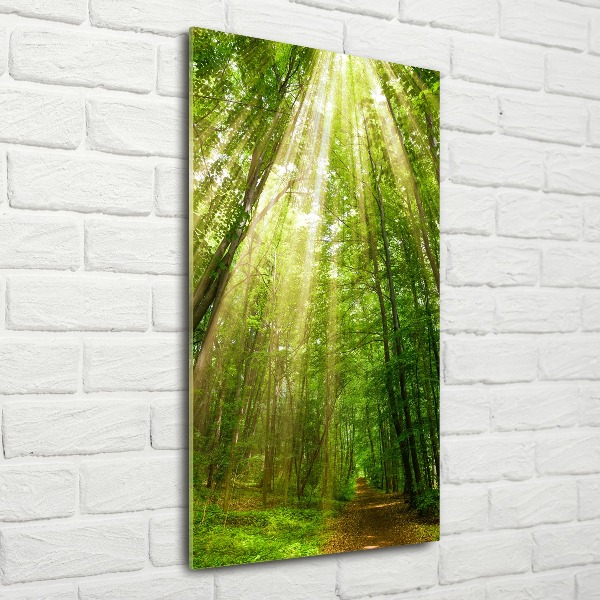 Quadro in vetro acrilico verticale Sentiero nella foresta