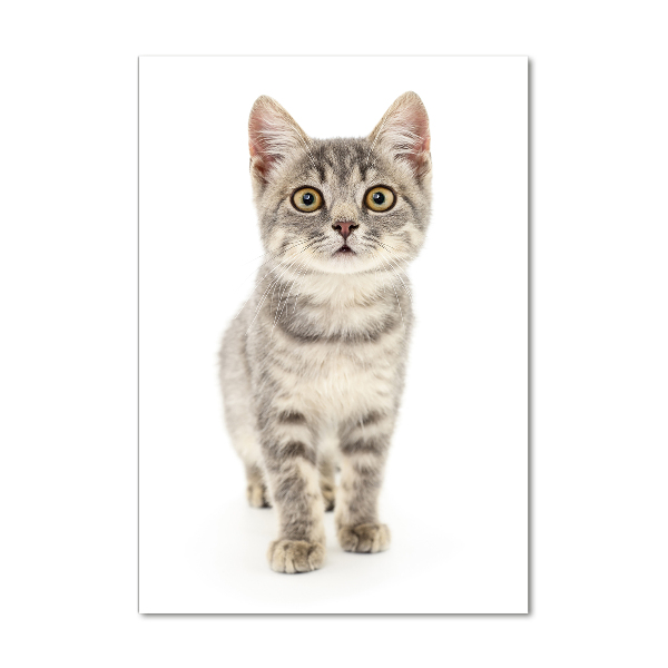 Quadro in vetro acrilico verticale Gatto grigio