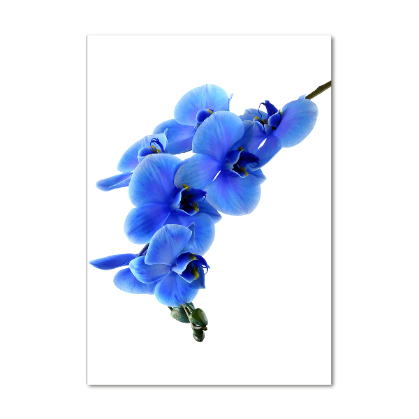 Quadro vetro acrilico verticale Orchidea blu