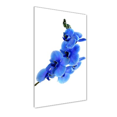 Quadro vetro acrilico verticale Orchidea blu