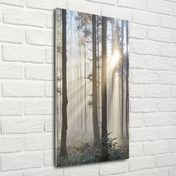 Quadro in vetro acrilico verticale Nebbia nella foresta