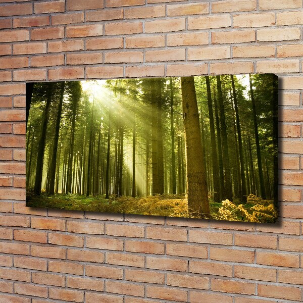 Foto quadro su tela Pineta