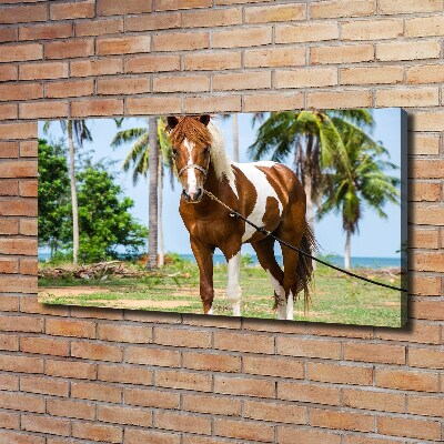 Quadro su tela Cavallo maculato