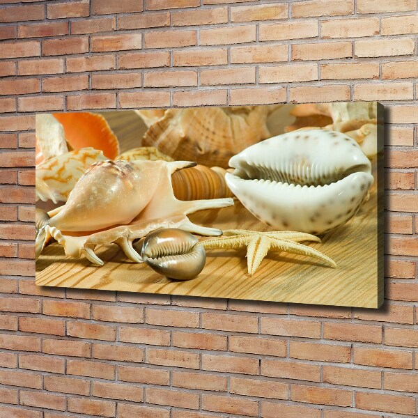 Foto quadro su tela Conchiglie su legno