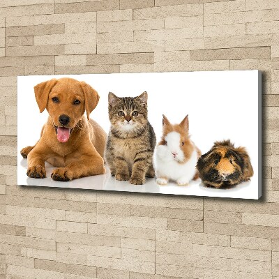 Quadro stampa su tela Cane e gatto