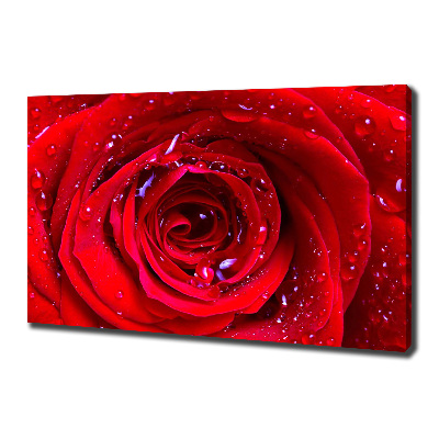 Foto quadro su tela Fiore di rosa