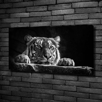 Foto quadro su tela Tigre