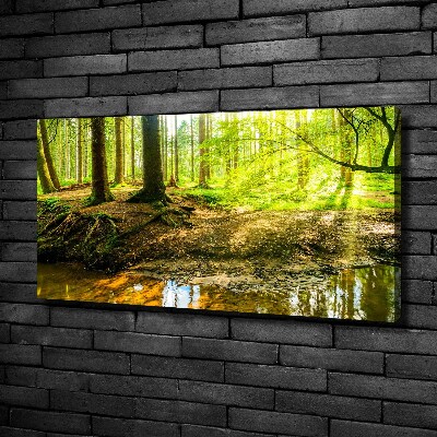 Foto quadro su tela Raggi di sole nella foresta