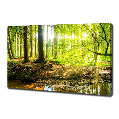 Foto quadro su tela Raggi di sole nella foresta