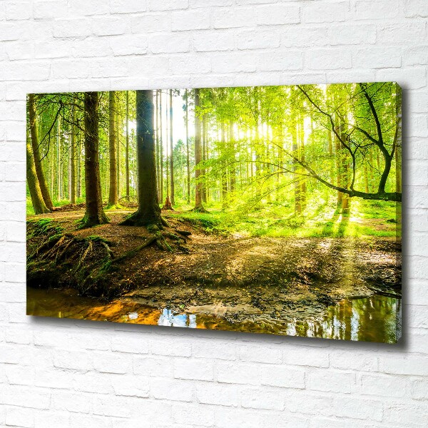 Foto quadro su tela Raggi di sole nella foresta