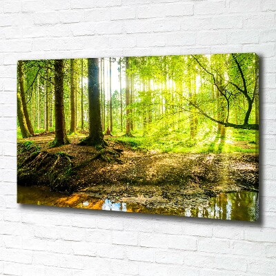 Foto quadro su tela Raggi di sole nella foresta