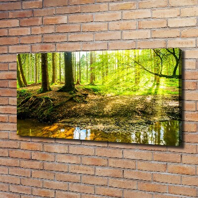 Foto quadro su tela Raggi di sole nella foresta