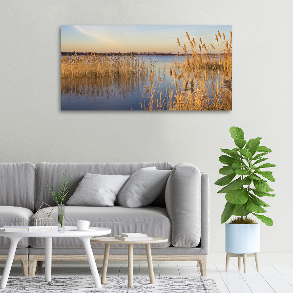 Foto quadro su tela Canna d'acqua