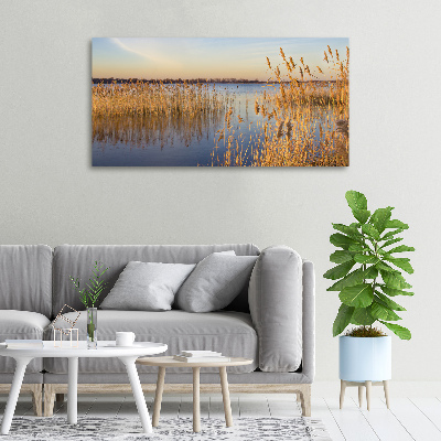 Foto quadro su tela Canna d'acqua