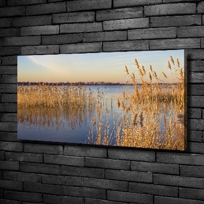 Foto quadro su tela Canna d'acqua