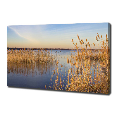 Foto quadro su tela Canna d'acqua