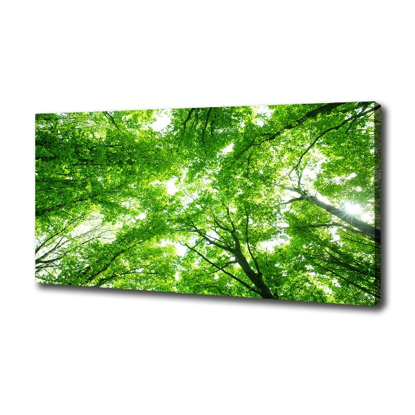 Foto quadro su tela Foresta verde