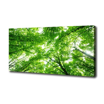 Foto quadro su tela Foresta verde