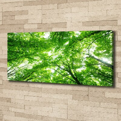 Foto quadro su tela Foresta verde