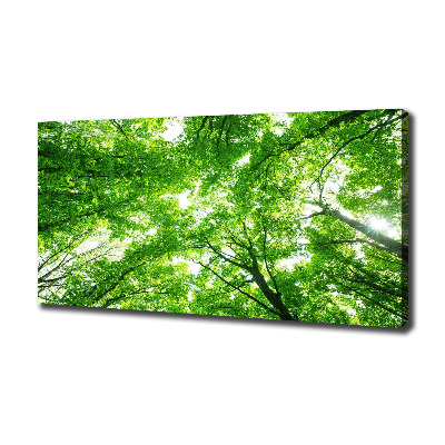 Foto quadro su tela Foresta verde