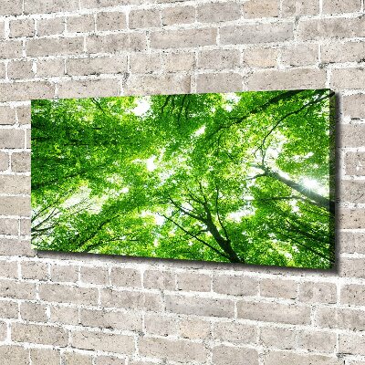 Foto quadro su tela Foresta verde