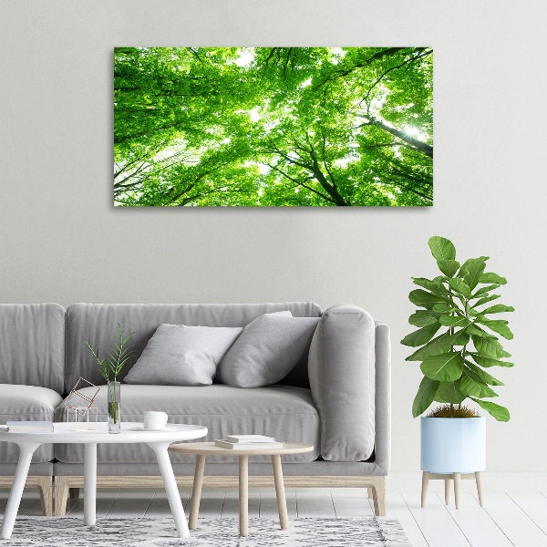 Foto quadro su tela Foresta verde