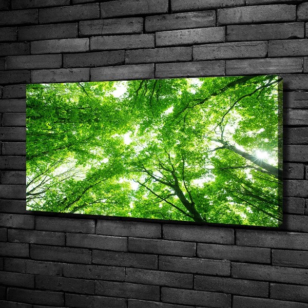 Foto quadro su tela Foresta verde
