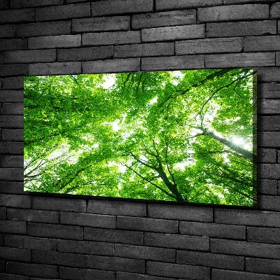 Foto quadro su tela Foresta verde