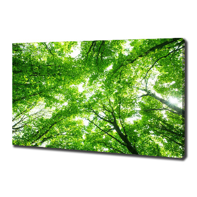 Foto quadro su tela Foresta verde