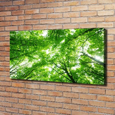 Foto quadro su tela Foresta verde