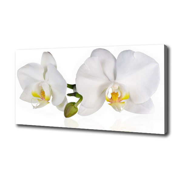 Quadro stampa su tela Orchidea
