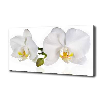 Quadro stampa su tela Orchidea