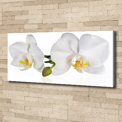 Quadro stampa su tela Orchidea