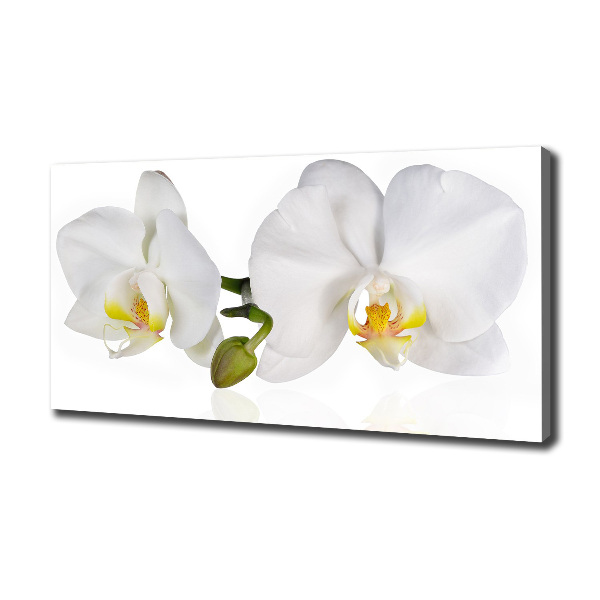 Quadro stampa su tela Orchidea