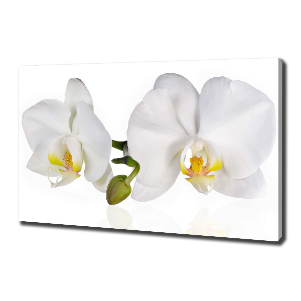 Quadro stampa su tela Orchidea