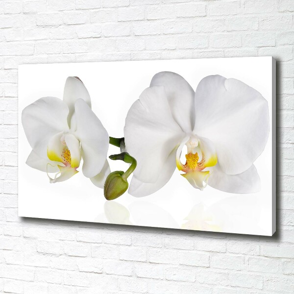 Quadro stampa su tela Orchidea