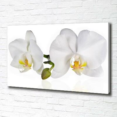 Quadro stampa su tela Orchidea