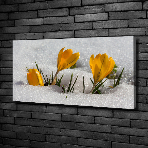 Quadro su tela Crochi nella neve