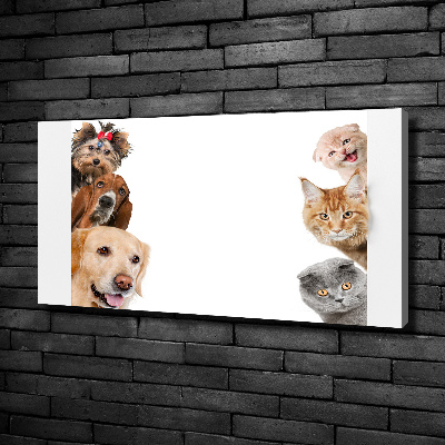 Quadro su tela Cani e gatti