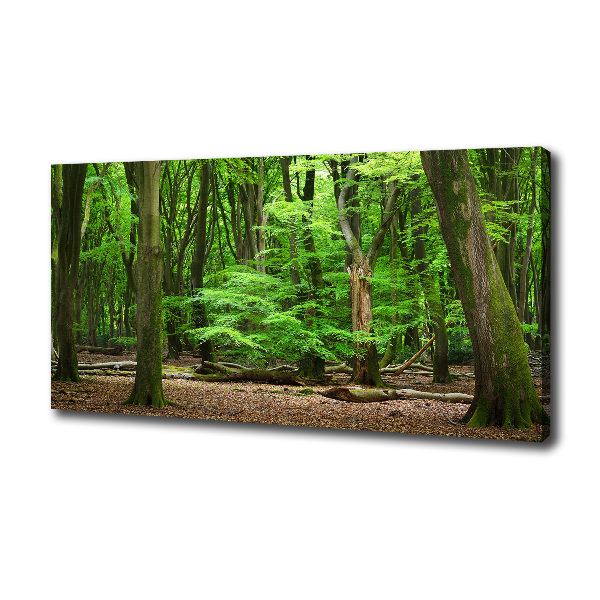 Foto quadro su tela Foresta olandese