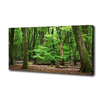 Foto quadro su tela Foresta olandese