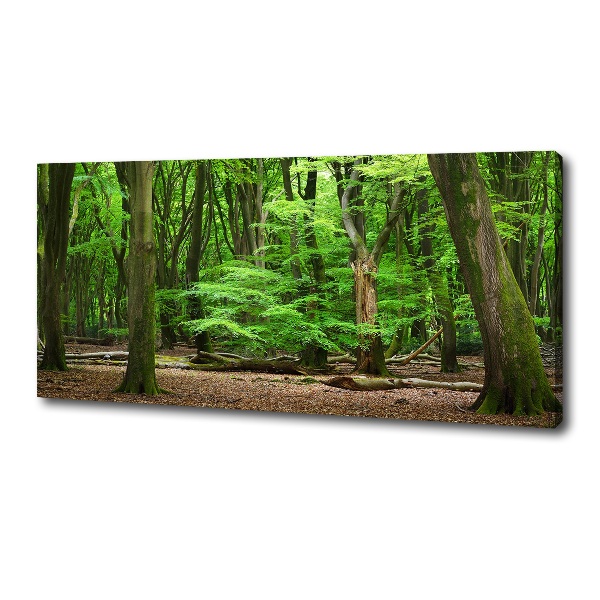 Foto quadro su tela Foresta olandese