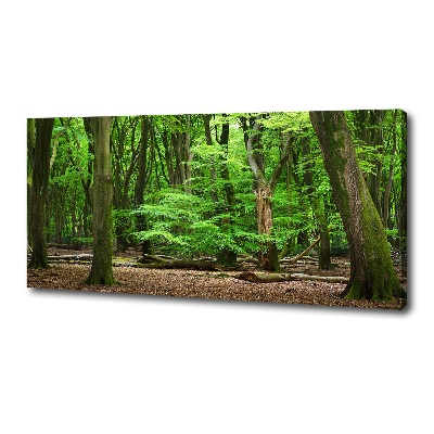 Foto quadro su tela Foresta olandese