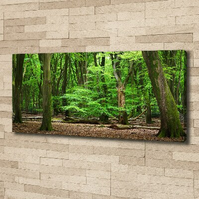 Foto quadro su tela Foresta olandese