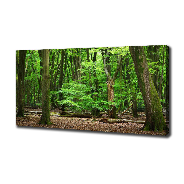 Foto quadro su tela Foresta olandese